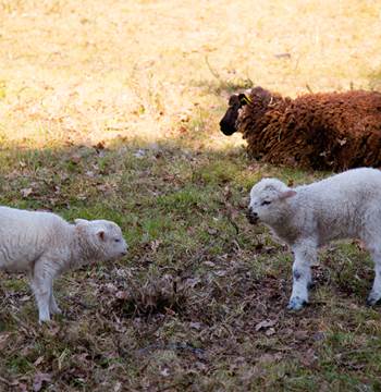Vue-moutons-Petit-train-touristique-Carnac-Morbihan-Bretagne-Sud